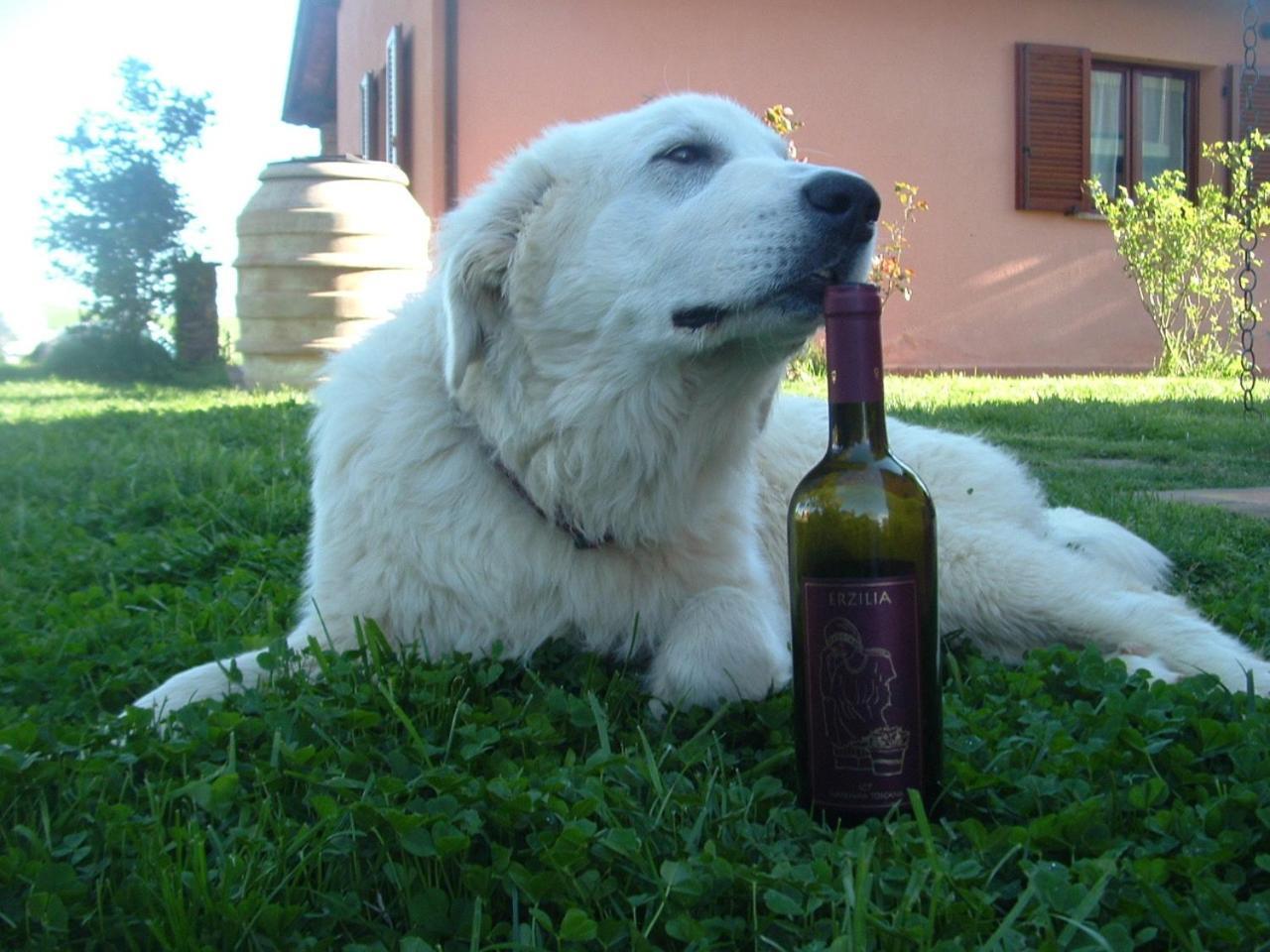 Alloggio per agriturismo Agriturismo Pian Dei Pini *